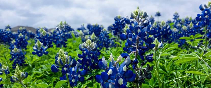 Unauth title FhsFSynM